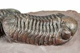 Five Trilobites (Four Species) in Association - Jorf, Morocco #334862-17